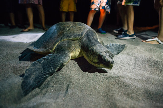 A sea turtle makes her way to the beach to lay eggs
