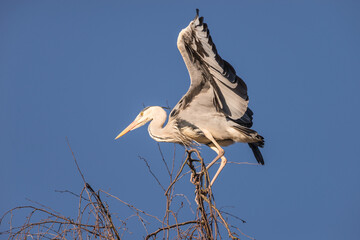 Native Birds of Germany