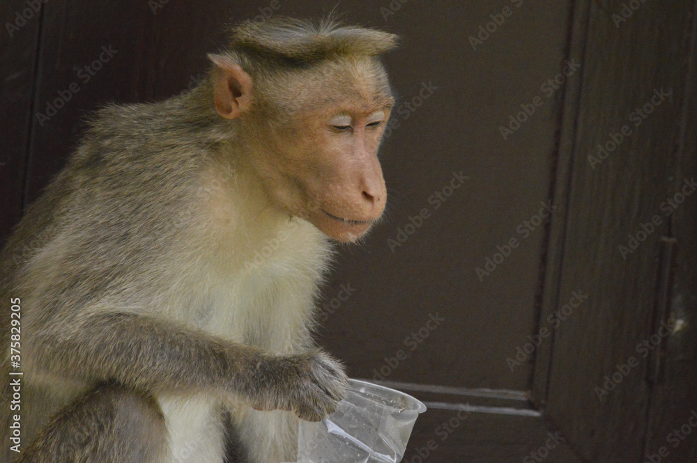 Poster Closeup shot of a rhesus macaque drinking a water