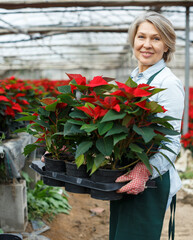 Mature woman florist holding potted Euphorbia pulcherrima (poinsettia) in glasshouse, satisfied with her plants