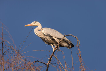 Native Birds of Germany