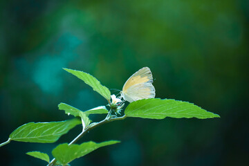 Yellow Butterfly