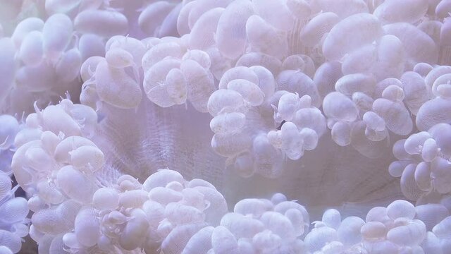 Sea Anemon close -up in slow movement. Coral reef. Underwater macro video	
