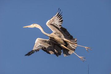 Native Birds of Germany