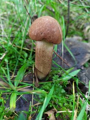 Brown fresh mushroom in the green grass