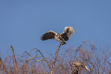 Native Birds of Germany