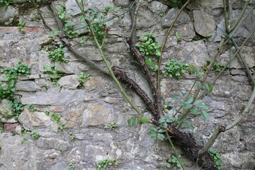 pianta rampicante su un muro di pietre 