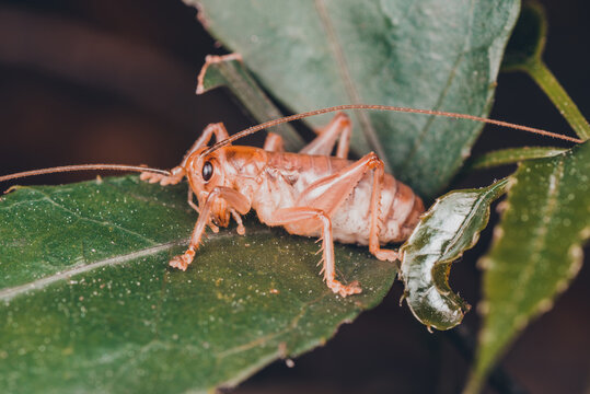 cricket bug