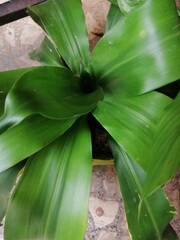 Obraz premium aloe vera plant