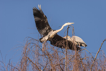 Native Birds of Germany
