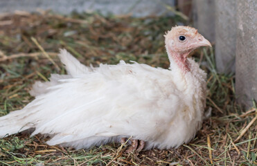young turkeys on the farm, turkey breeding