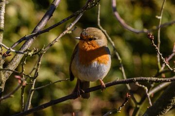 Native Birds of Germany