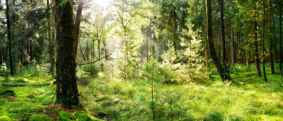 Beautiful scene in the forest with bright morning sun shining through the trees