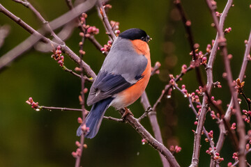 Native Birds of Germany