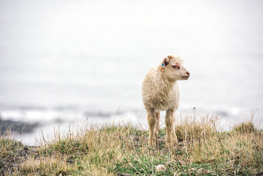 icelandic sheep
