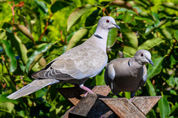 Native Birds of Germany