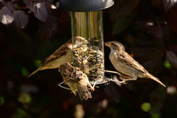 Native Birds of Germany