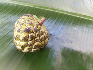 Custard apple placed isolated on a banana leaf.