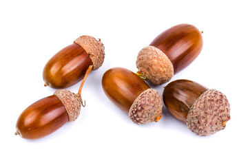 Ripe acorns isolated on  white background, close-up