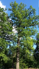 Fototapeta premium trees in the woods
