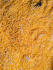 Yellow Dal or parippu spreaded in a paper for drying.