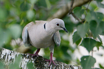 Native Birds of Germany