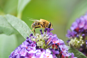 Wild Bee flower Lavender Lavendel Sommer