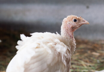 young turkeys on the farm, turkey breeding