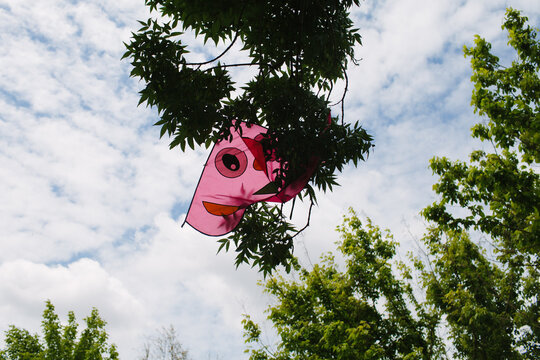 Kite stuck in tree
