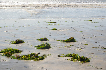 Sea grass on the coast. Effects of the storm on the beach