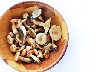 Natural forest mushrooms close-up. Solid mushroom background.