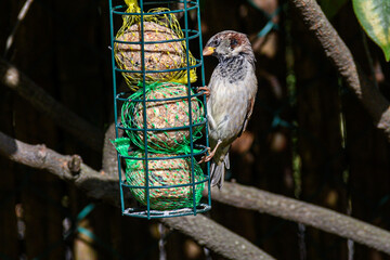 Native Birds of Germany