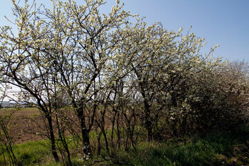 Schwarzdorn, Schwarzdornstraeucher, Prunus spinosa, Deutschland, Europa