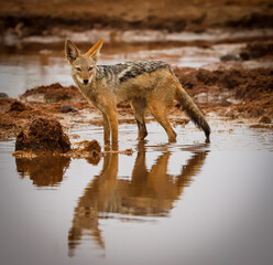 Black Backed Jackal