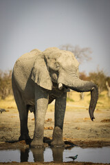 Large Elephant Bull