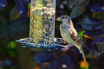 Native Birds of Germany