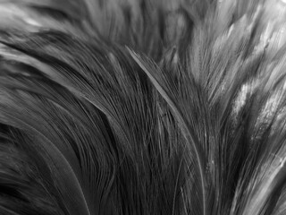 Beautiful abstract black feathers on dark background, gray feather texture on black background, white feather background