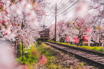View of Japanese Kyoto local train traveling on rail tracks with flourishing cherry blossoms along...