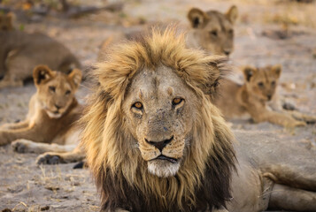 Male Lion