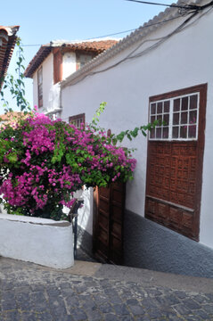 walk between windows and purple bouganvillas