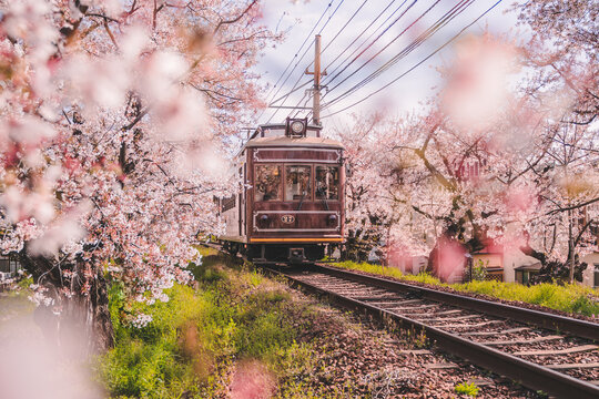 View of Japanese Kyoto local train traveling on rail tracks with flourishing cherry blossoms along the railway in Kyoto, Japan. Sakura season, spring 