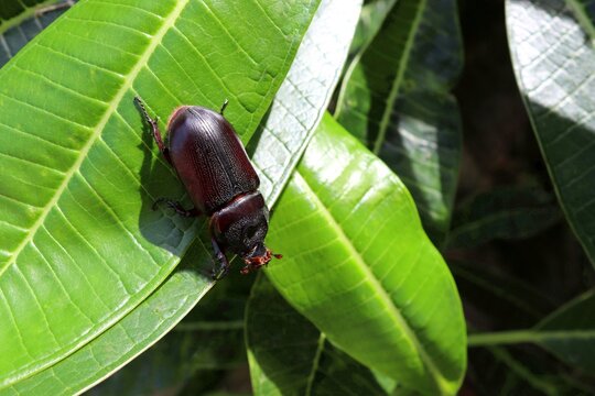 Coconut rhinoceros beetle crawling on green leaves closeup and find hiding.