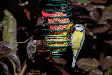 Native Birds of Germany