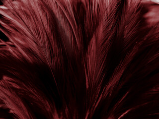 Beautiful abstract pastel pink feathers on dark background, red feather frame texture on pink background, dark feather, black banners