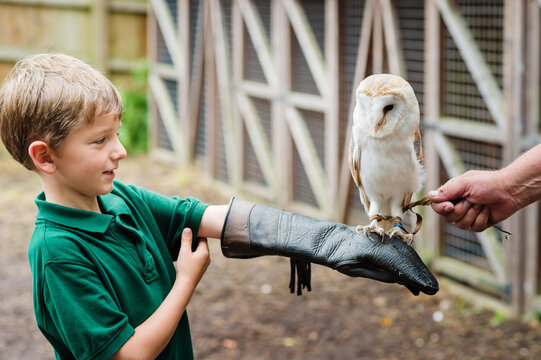Owl stands on young boys arm at bird of prey centre