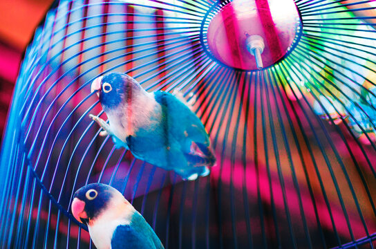 Two small blue birds enclosed in a bright, vivid cage