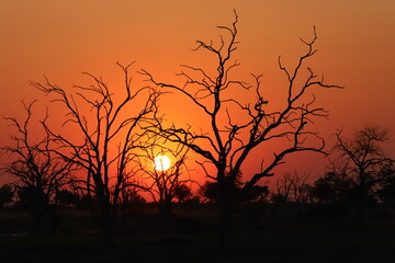 Moremi sunset Dead Trees