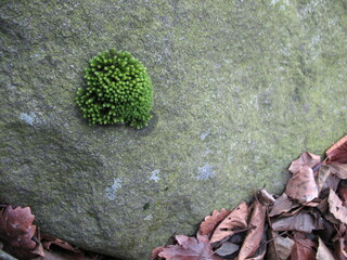 moss on a rock lying on dry leaves
