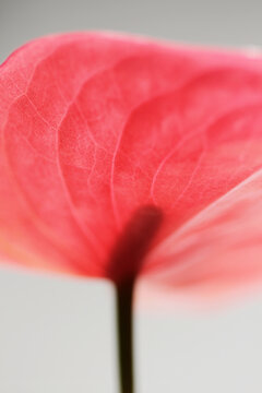 Anthurium