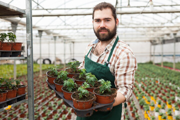 Professional gardener working with tomato seedlings in greenhouse. High quality photo